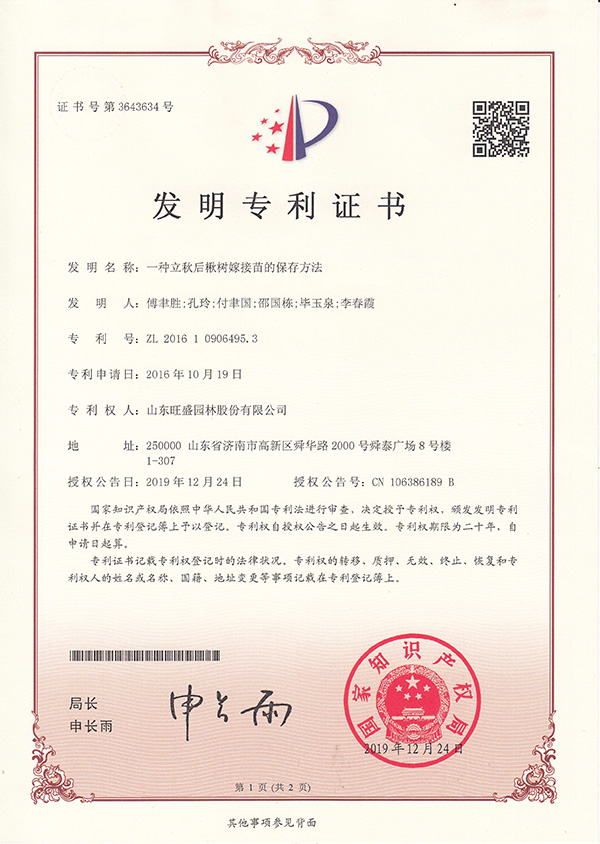 一種立秋後楸樹嫁接苗的保存方法