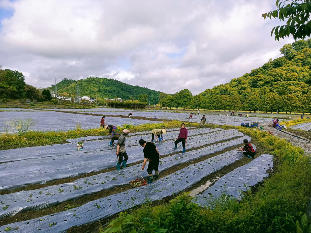 黃山歙縣：深耕細作貢菊園，精益求精興三農